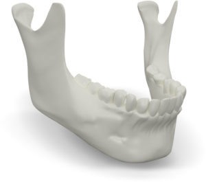 model of the human jaw